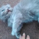 parsian-kittens-persian-cats-karachi-3