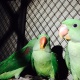 parrot-indian-ringneck-rawalpindi