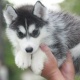 cute-and-adorable-blue-eyes-husky-puppes-for-new-an-loving-home-other-dadu