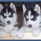 siberian-husky-puppies-blue-eyes-ready-other-khan-garh