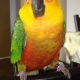 parrot-for-adoption-african-grey-parrot-barikot