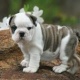 registered-english-bulldog-other-chakrala