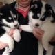 one-male-and-two-female-siberian-husky-puppies-other-abbottabad