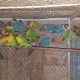 urgent-sale-lovebirds-islamabad-3