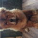 chow-chow-puppies-other-yazman-2