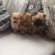 pomeranian-puppies-afghan-hound-bhag