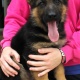 lion-head-german-shepherd-puppies-for-sale-german-shepherd--1