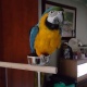 beautiful-macaw-parrot-for-sale-afghan-hound-chachran-sharif-1