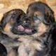 german-shepherd-puppies-for-adoption-german-shepherd-akora-khattak