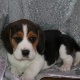 cute-male-and-female-beagle-puppies-for-adoption-beagles--1