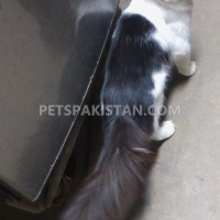 himalayan-male-cat-siamese-karachi-5