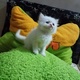 kittens-for-sale-persian-cats-lahore-4