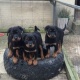 rottweiler-pups-ready-now-rottweiler-duki-2