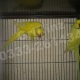 young-and-breeder-indian-ringneck-