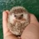 baby-hedgehogs-other-lahore-1