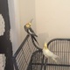 2-cockatiels-with-cage-other-lahore