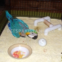 african-grey-parrot-birds-and-parrot-eggs-for-sale-african-grey-parrot-lahore