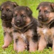 great-german-shepherd-puppies-for-sale-german-shepherd-abbasia