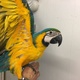 blue-and-yellow-macaw-macaws-karachi