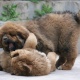 three-tibetan-mastiff-puppies-for-adoption-afghan-hound-abbottabad