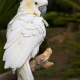 parrot-for-adoption-african-grey-parrot-badin