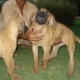 great-danes-for-sale-great-dane-lahore-1
