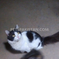 himalayan-male-cat-siamese-karachi-6