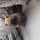 pomeranian-puppies-pomeranian-daska-2