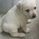 golden-chance-for-labrador-lovers-pure-labrador-puppies-labrador-retriever-rawalpindi