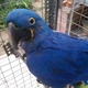 blue-and-gold-macaws-macaws-karak-2