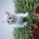 pure-persian-kittens-up-for-sale-persian-cats-karachi-2