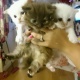 stunning-persian-ragdoll-kittens-for-sale-other-zhob-1