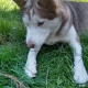 siberian-female-husky-other-d-m-c-west