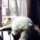 persian-cat-for-sale-persian-cats-lahore-2
