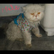 persian-cats-urgent-sale-persian-cats-lahore-2