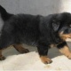 german-rottweiler-puppy-other-lahore-cant