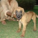 great-danes-for-sale-great-dane-lahore-3