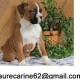 cute-boxer-puppies-boxer-allah-abad