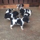 springer-spaniel-puppies-other-abbottabad