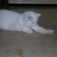 persian-cat-for-sale-in-karachi-persian-cats-karachi-1
