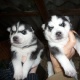 gorgeous-akc-siberian-husky-puppies-other-abbottabad