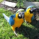 blue-and-gold-macaw-parrot-for-sale-macaws-gandakha-sub-teh-saddar