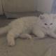 persian-kitten-for-sale-age-5-months-persian-cats-islamabad-6