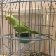 indian-ring-neck-green-parrot-indian-ringneck-karachi