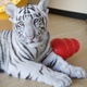 cheetah-cubs-lion-cubs-tiger-cubs-available-persian-cats-islamabad