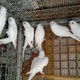 good-quality-simple-breeder-pairs-paper-white-budgri-for-sale-australian-budgies-lahore