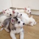 husky-puppies-other-gojra