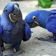 parrots-and-fertile-parrot-eggs-for-sale-other-dera-din-panah