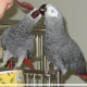 african-grey-parrots-for-sale-african-grey-parrot-islamabad-1