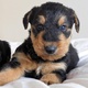 pedigree-airedale-terrier-puppies-other-